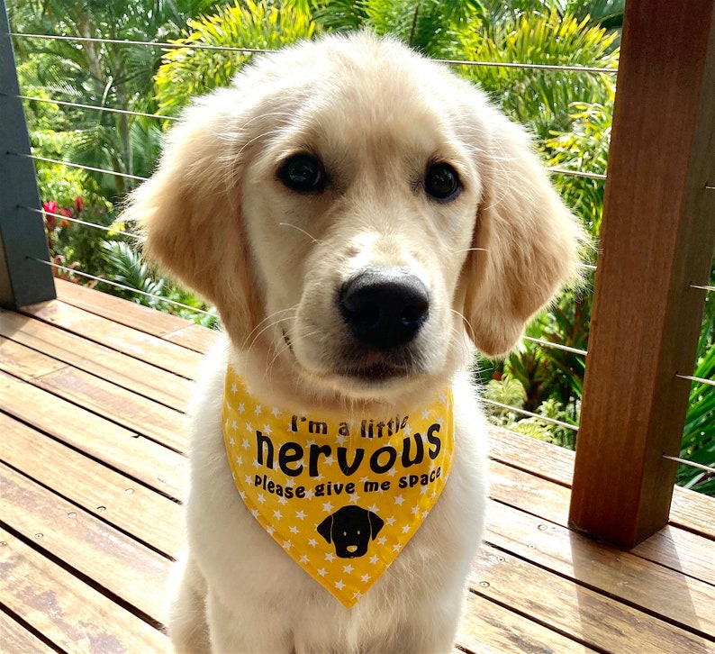 NERVOUS Dog Please Give Me Space, Puppy/Small Breed Size, Handmade Dog Bandana, Multiple Fabric options FREE Shipping in Australia 