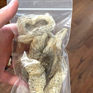 May include: A clear plastic bag containing several pieces of dried snake skin. The skin is light brown and has a scaly texture.