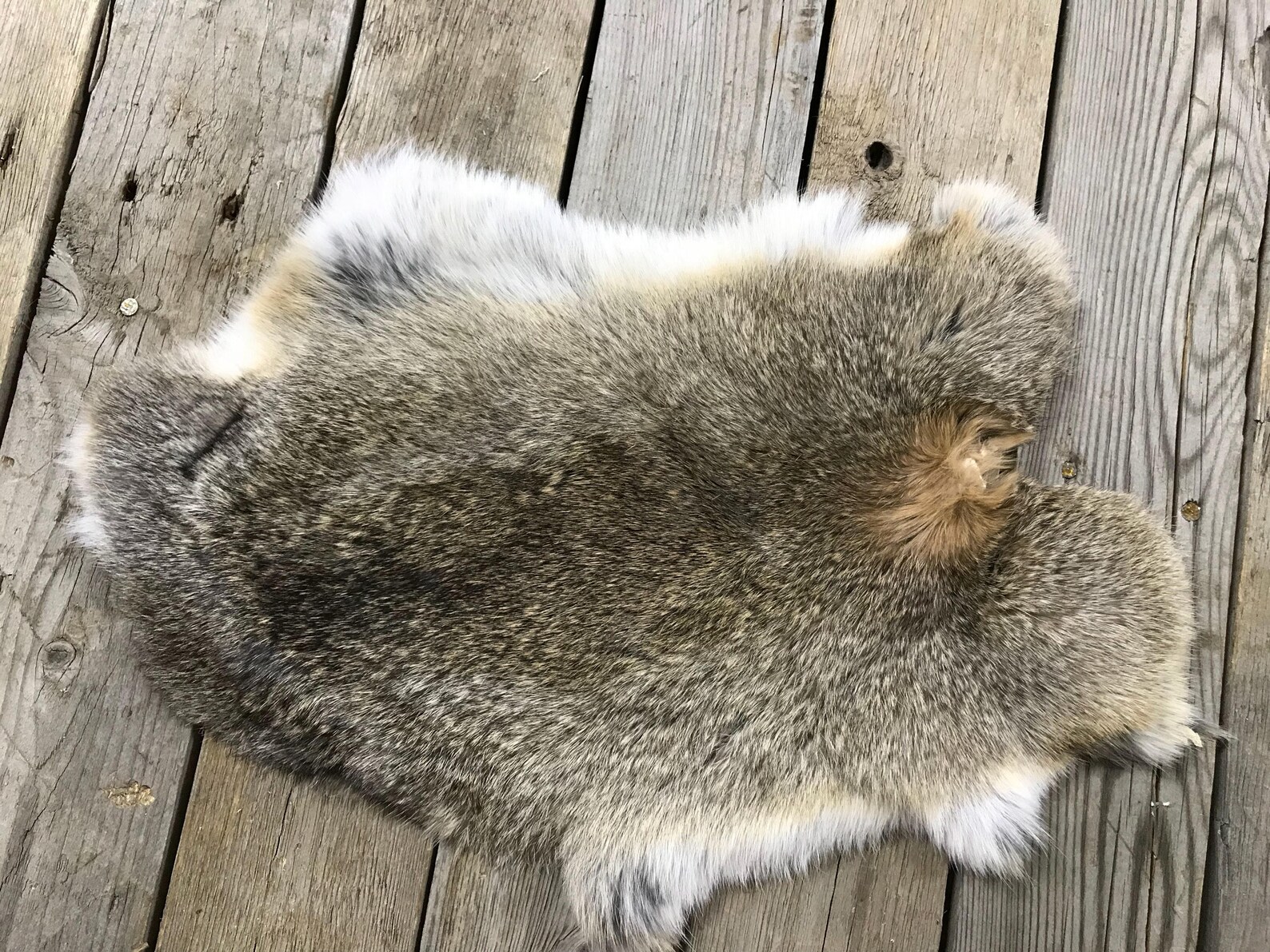 Lot of 4 Assorted Rabbit Hides as Shown Natural Rabbit Fur Etsy