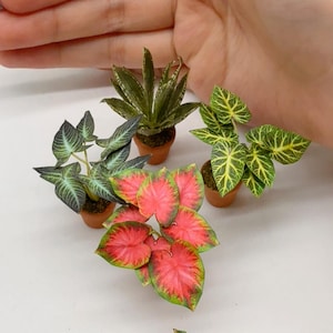 May include: Miniature potted plants with detailed leaves in various shades of green, red, and yellow. The plants are in small terracotta pots. The image shows a variety of plant types, including what appears to be caladium and aloe vera.