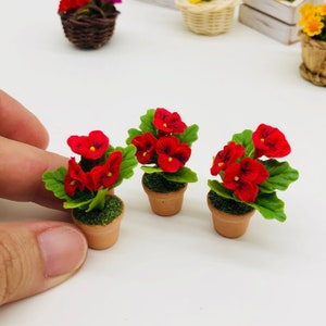 Könnte beinhalten: Drei Miniatur-Topfpflanzen mit roten Blüten und grünen Blättern. Die Pflanzen sind in Terrakotta-Töpfen.