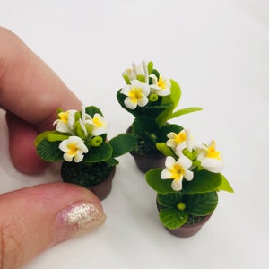 Könnte beinhalten: Drei Miniatur-Topfpflanzen mit weißen Blüten und grünen Blättern. Die Pflanzen stehen in braunen Töpfen und sind auf einer weißen Oberfläche angeordnet.