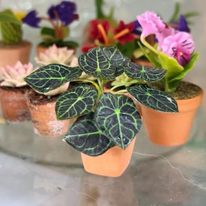 Könnte beinhalten: Eine Sammlung von Miniatur-Topfpflanzen, darunter eine grüne Pflanze mit dunkelgrünen Blättern, eine rosa Blume und eine weiße Blume. Die Pflanzen befinden sich in kleinen Terrakotta-Töpfen.