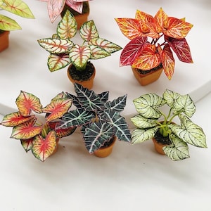 May include: Assortment of miniature potted plants with various leaf patterns and colors, including green, white, red, and pink. The plants are in small brown pots.