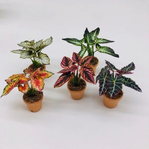 Könnte beinhalten: Fünf Miniatur-Topfpflanzen mit unterschiedlich gefärbten Blättern. Die Pflanzen stehen in Terrakotta-Töpfen und sind auf einer weißen Oberfläche angeordnet.