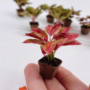 May include: A small potted plant with red and green leaves. The plant is in a brown pot and is being held in someone's hand.