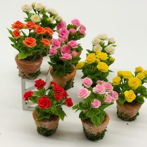 Può includere: Una collezione di mini rose in vaso di vari colori, tra cui arancione, rosa, rosso, giallo e bianco. Le rose sono in piccoli vasi di terracotta con muschio verde. Le piante sono disposte su una superficie bianca.