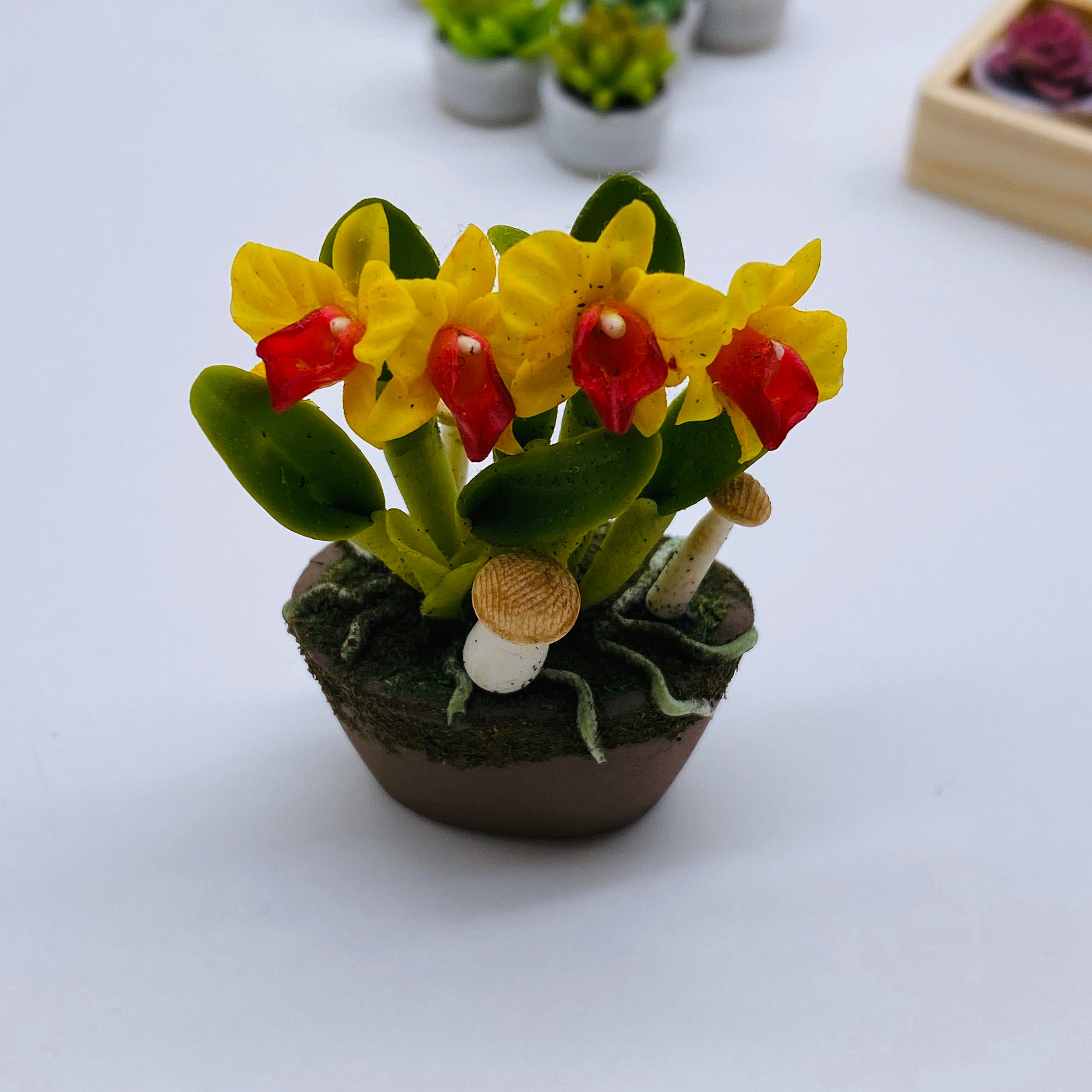 Orchidées miniatures en pot
