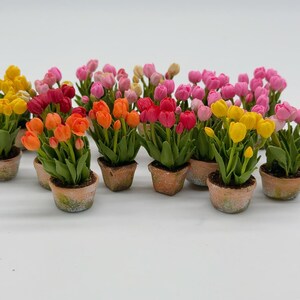 Könnte beinhalten: Miniatur-Topfpflanzen mit Tulpen in verschiedenen Farben, darunter Gelb, Orange, Rot und Rosa. Die Tulpen stehen in kleinen, verwitterten Terrakotta-Töpfen vor einem weißen Hintergrund. Die Blumen haben grüne Blätter.