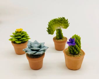 May include: Four miniature succulent plants in terracotta pots. The plants feature various shades of green and blue-green foliage, with one displaying a yellow flower and another a purple flower. The pots are filled with a light brown material.
