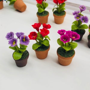 Könnte beinhalten: Sortiment an Miniatur-Topfpflanzen mit lila, rosa und roten Blüten. Die Pflanzen befinden sich in kleinen Terrakotta-Töpfen.