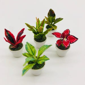 Pode incluir: Cinco plantas em miniatura em vasos com folhagem vibrante em tons de vermelho, verde e amarelo. Cada planta está em um pequeno vaso branco, criando uma exibição colorida. As plantas estão dispostas em um fundo branco.