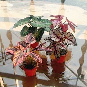 May include: Four small potted plants with colorful foliage. The leaves display shades of green, pink, and red, with intricate patterns. The pots are a bright orange color. The plants are arranged on a reflective surface, likely a glass table.