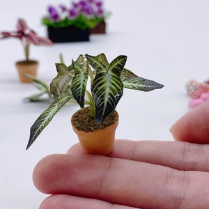 Puede incluir: Una pequeña planta en maceta con hojas verdes y blancas rayadas. La planta está en una maceta de terracota y está sentada en una mano.