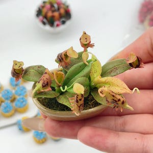 May include: A miniature terracotta pot containing a collection of small, colourful pitcher plants. The plants have green leaves with red speckles and the pitchers are a mix of yellow, orange, and red.
