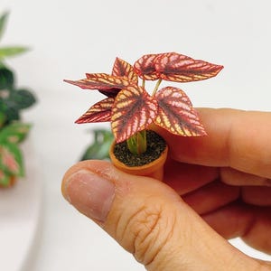 May include: A miniature potted plant with red and pink leaves in a terracotta pot.