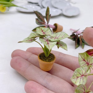 Puede incluir: Una planta en maceta en miniatura con hojas verdes y blancas y venas rojas. La planta está en una maceta pequeña de terracota y está sentada en una mano.