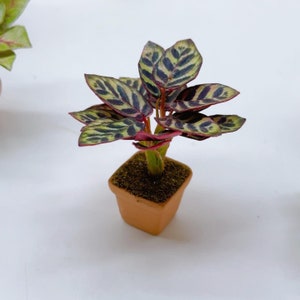May include: A small potted plant with green and dark purple patterned leaves and red stems. The plant is in a square, terracotta-colored pot filled with soil. The plant is a miniature replica.