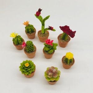 May include: Ten miniature potted cacti in various colors and styles, including red, yellow, and green. The cacti are in small terracotta pots.