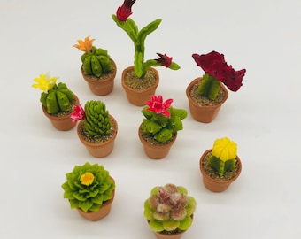 May include: Ten miniature potted cacti in various colors and styles, including red, yellow, and green. The cacti are in small terracotta pots.
