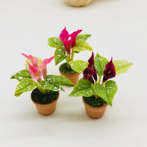 Könnte beinhalten: Drei Miniatur-Topfpflanzen mit weiß gefleckten Blättern und rosa und burgunderfarbenen Blüten. Die Pflanzen sind in Terrakotta-Töpfen.