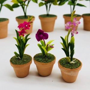 Peut inclure: Trois plantes d'orchidées miniatures en pot avec des fleurs roses, violettes et blanches. Les plantes sont dans des pots en terre cuite avec de la mousse verte.