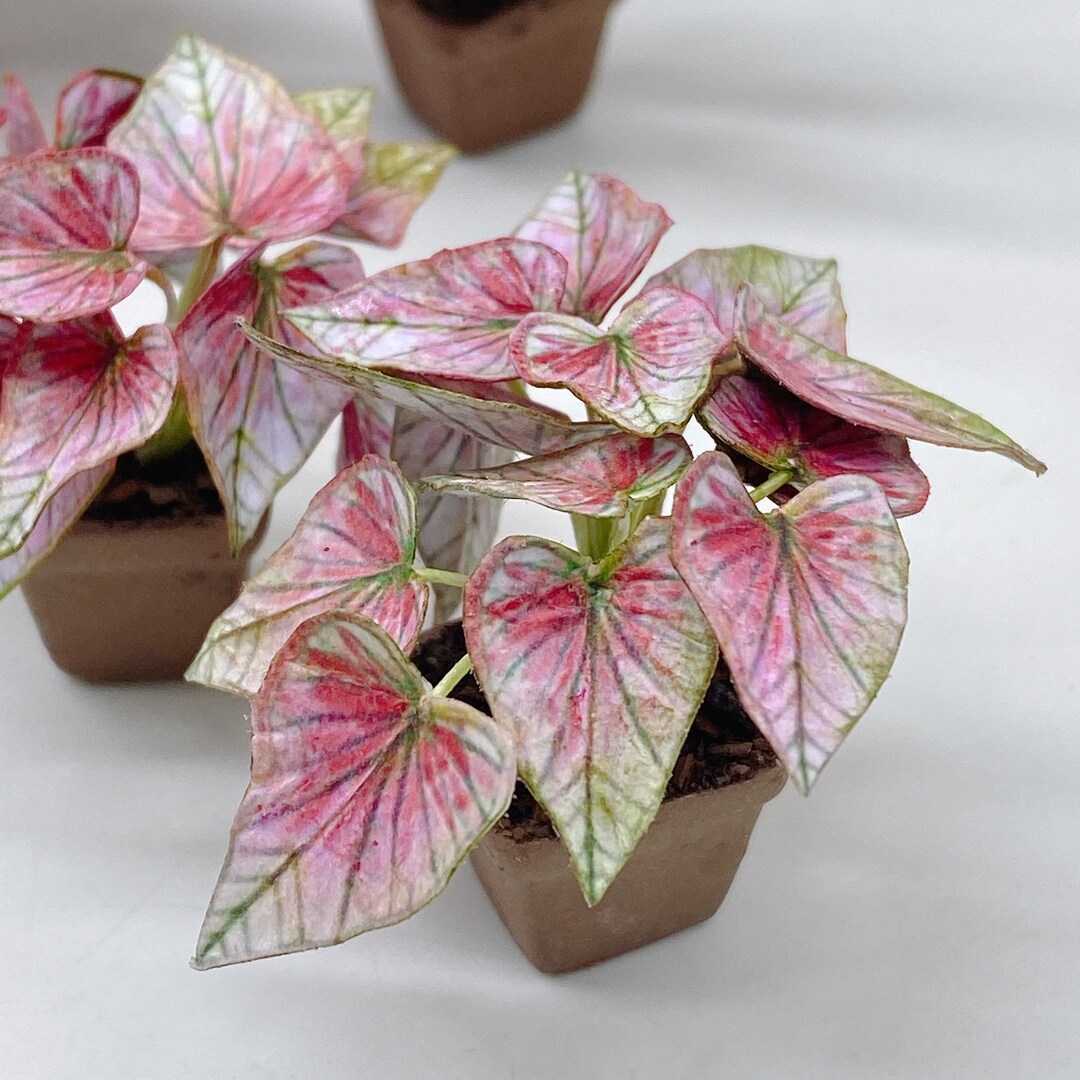 Miniature Plants,miniature Miniature Dollhouse Fairy Garden,dollhouse ...