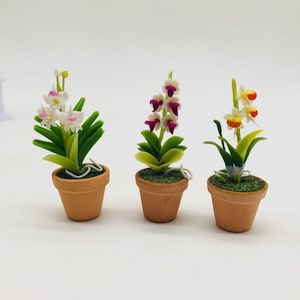 以下が含まれることがあります： 3つのミニチュア鉢植えの蘭の植物。蘭はテラコッタの鉢に入っていて、緑の葉があります。蘭は白、紫、黄色の花を咲かせています。