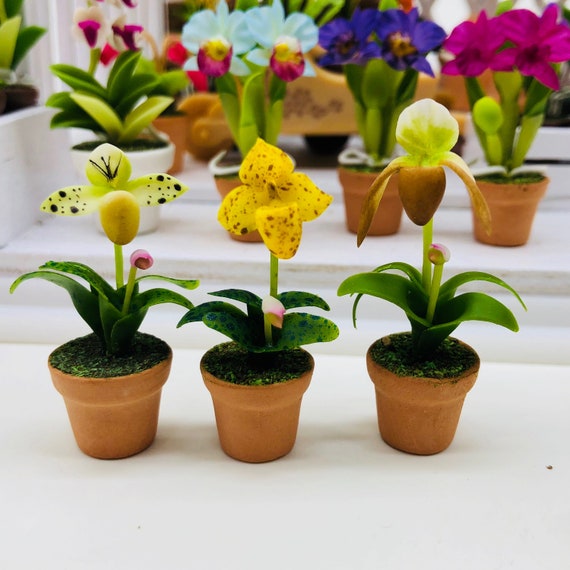 Miniature Lady Slipper Orchids: Dollhouse Flower Pots