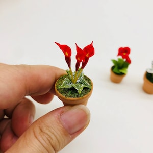 Könnte beinhalten: Eine kleine Topfpflanze mit drei roten Blüten und grünen Blättern. Die Pflanze steht in einem Terrakotta-Topf.