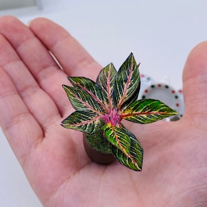 Miniature Clay Polymer Plant: Dollhouse Fairy Garden Flower