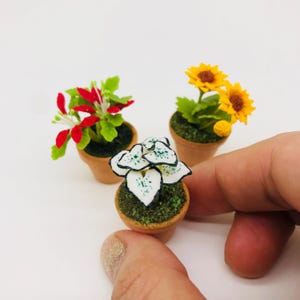 May include: Three miniature potted plants. A white plant with green accents, a red plant with green leaves, and a yellow sunflower plant.