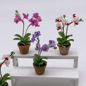 Miniatur Phalaenopsis Orchidee im Keramiktopf: Puppenhaus Gartendeko