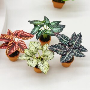 May include: Four miniature potted plants with different colored leaves. The plants are in terracotta pots and are arranged on a white surface.