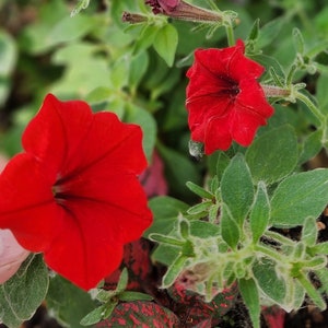 Red Wave Petunia Flower Seeds