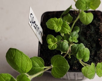 Spearmint plant seedling,(Mentha spicata) organic