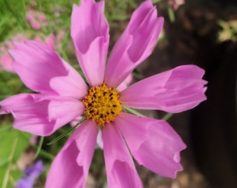 Cosmos flower seed (Seashells)