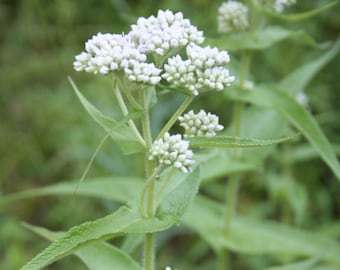 Boneset seeds (Eupatorium perfoliatum)