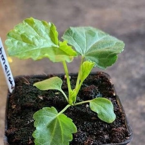 Organic Marshmallow plant Seedlings (Althaea officinalis)