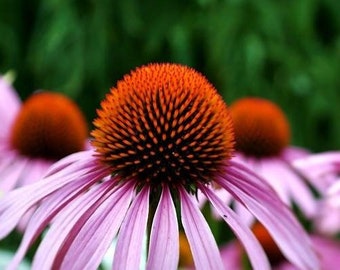 Echinacea Angustifolia seeds, organic