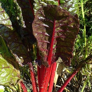 Snijbietrood (Beta Vulgaris ssp. Cicla Red), ZADEN