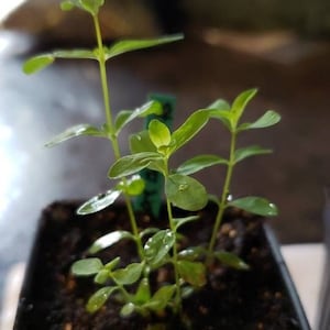 Organic Saint John's Wort seedling plants (Hypericum perforatum)