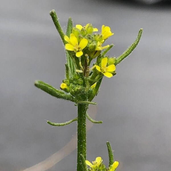 Hedge Mustard Seeds (Sisymbrium officinale)