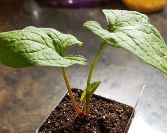 Good King Henry seedling plants, (Chenopodium bonus-henricus), organic