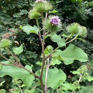 Puede incluir: Primer plano de una planta de bardana con hojas verdes grandes y cabezas florales espinosas y redondas. Algunas cabezas florales tienen flores moradas. Los tallos son de color rojo púrpura, sobre un fondo verde borroso.
