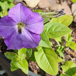 Light Purple Petunia Flower Seeds