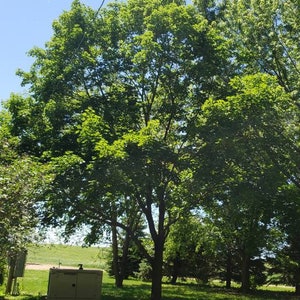 Maple Tree Seeds