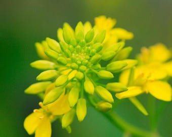 Nasiona gorczycy brunatnej (Brassica juncea)