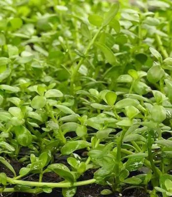 Brahmi bacopa Monnieri Seeds Organic - Etsy