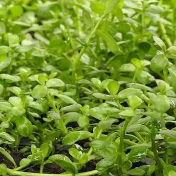 Brahmi (Bacopa monnieri) SEEDS